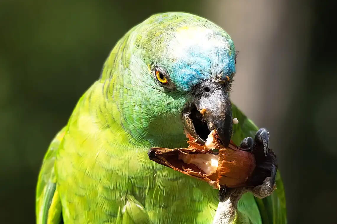 amazzone fronte blu mangia una noce (Amazona aestiva)