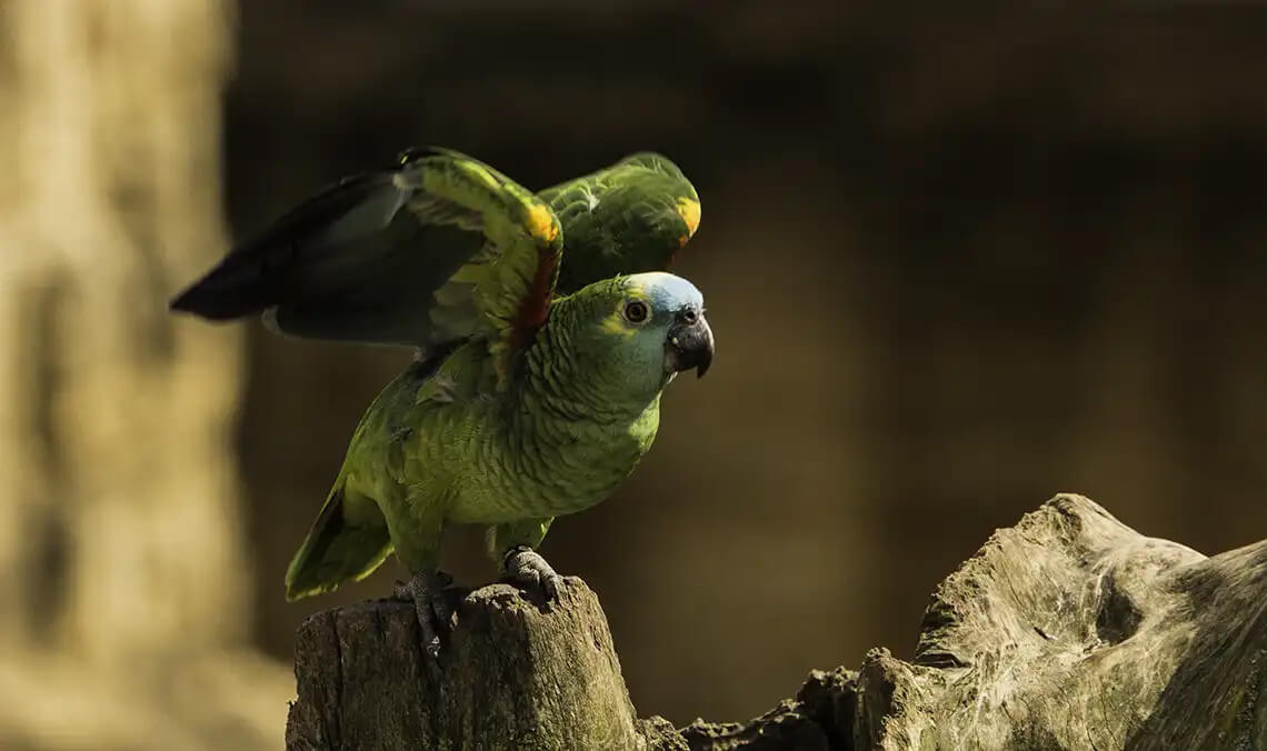 amazzone fronte blu spiega le ali (Amazona aestiva)